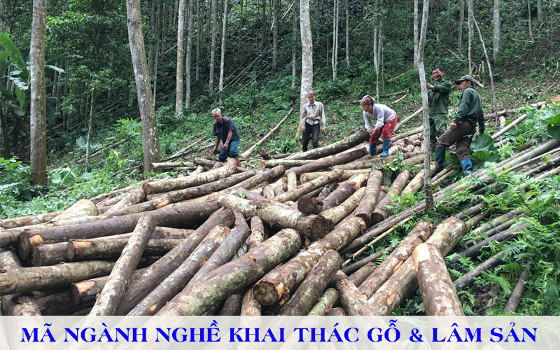 Mã ngành khai thác gỗ và khai thác lâm sản